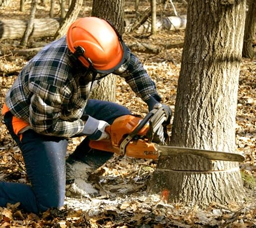 Tree Removal in Fort Riley, KS